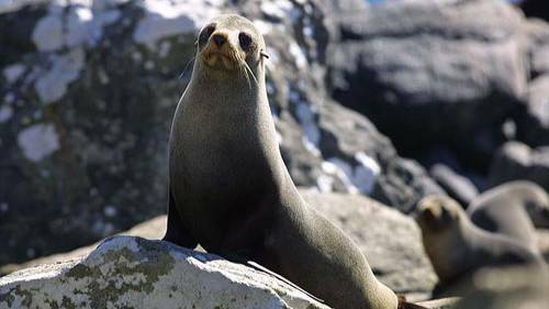 Calls for cull of protected long nosed fur seals