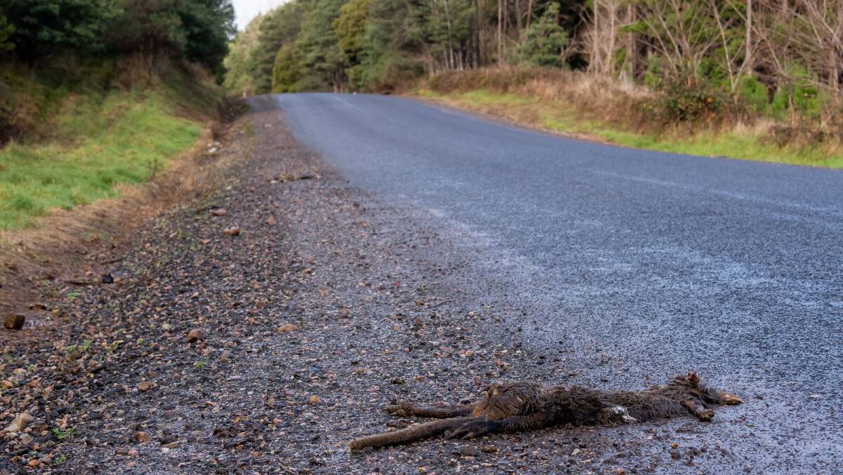 FAMILIAR SIGHT: Dead animals are all too common on roads across Tasmania. Picture: Simon Sturzaker