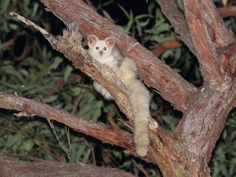 Ecologists hope new nesting boxes for Greater Gliders will help them recover from bushfires.